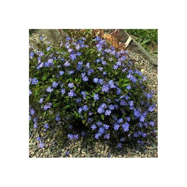 Veronica umbrosa 'Georgia Blue' - Véronique