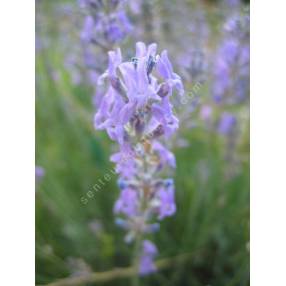 Lavandula angustifolia 'Luberon', Vraie Lavande