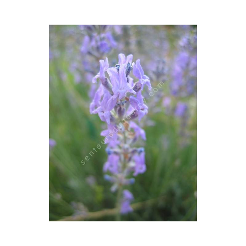 Lavandula angustifolia 'Luberon', Vraie Lavande