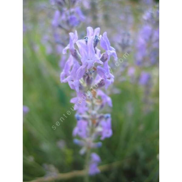 Lavandula angustifolia 'Luberon', Vraie Lavande