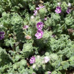 Veronica pectinata 'Rubra' - Véronique pectinée