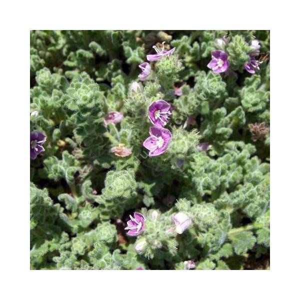 Veronica pectinata 'Rubra' - Véronique pectinée