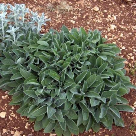 Stachys byzantina 'Cotton Boll', Oreille d'ours