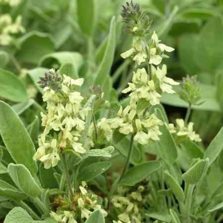 Stachys citrina - Épiaire jaune