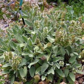 Stachys citrina - Épiaire jaune