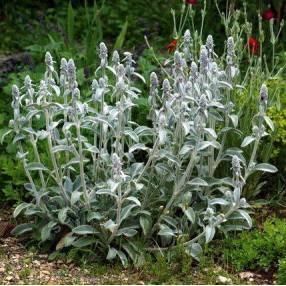 Stachys byzantina, Epiaire laineux