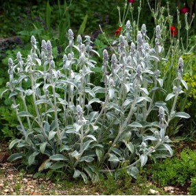 25 Graines D'Épiaire Oreille De Lapin (Stachys Lanata) - Plante Vivace Laineuse, Couvre-sol - Reproductibles
