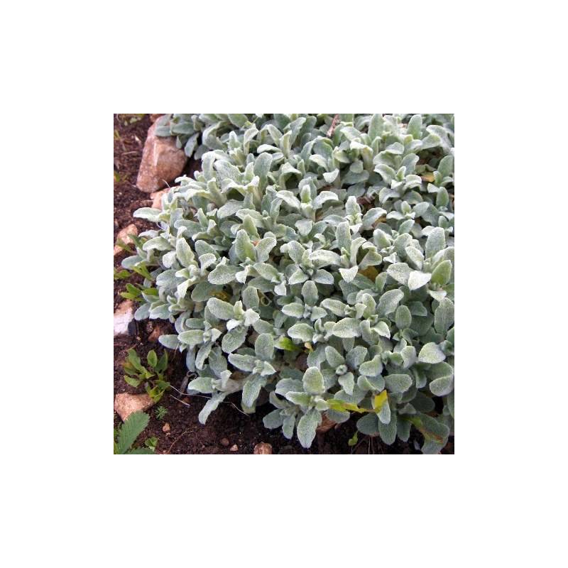 Stachys byzantina 'Silky Fleece'