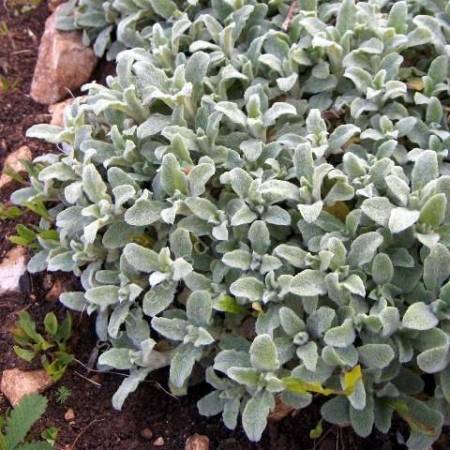 Stachys byzantina 'Silky Fleece'