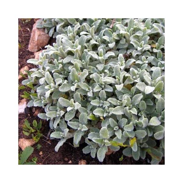 Stachys byzantina 'Silky Fleece'