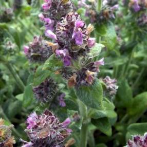 Stachys byzantina 'Silky Fleece'