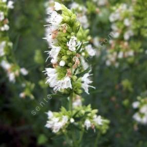 Hyssopus officinalis 'Albus', Hysope à fleur blanche