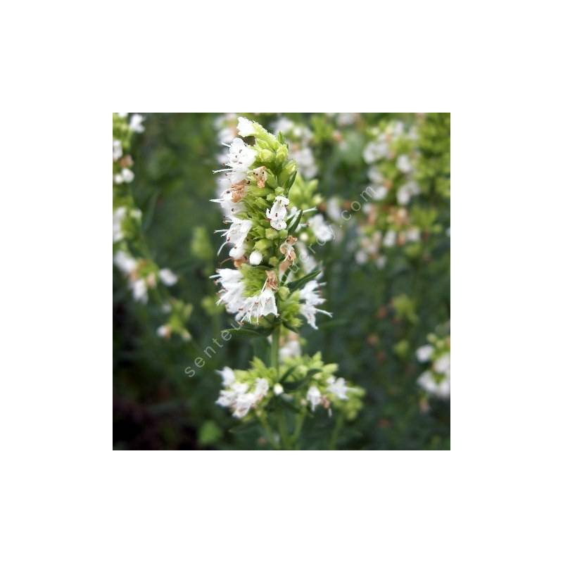 Hyssopus officinalis 'Albus', Hysope à fleur blanche