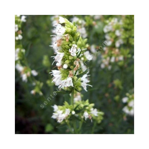 Hysope officinale à fleurs blanches - Hyssopus officinalis 'Albus'