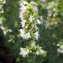 Hyssopus officinalis 'Albus', Hysope à fleur blanche
