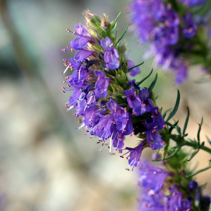 Hysope à fleur bleue - Hyssopus officinalis - Plante aromatique