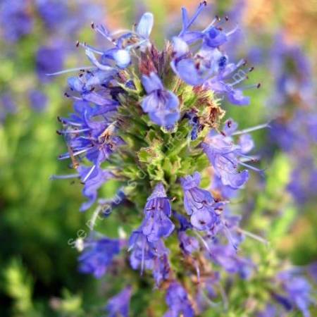 Hyssopus officinalis subsp. aristatus, Hysope naine