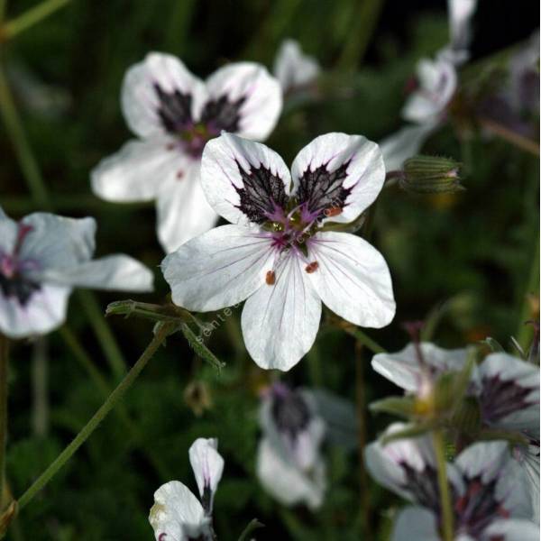 Erodium 'Stéphanie'