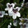 Erodium 'Stephanie' - Bec de grue