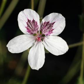 Erodium 'Stephanie'