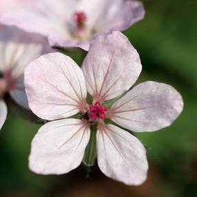 Erodium absinthioides - Bec de grue