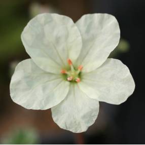 Erodium chrysanthum - Bec de grue