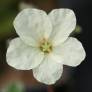 Erodium chrysanthum - Bec de grue