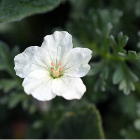 Erodium chrysanthum