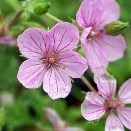 Erodium 'County Park' - Bec de grue