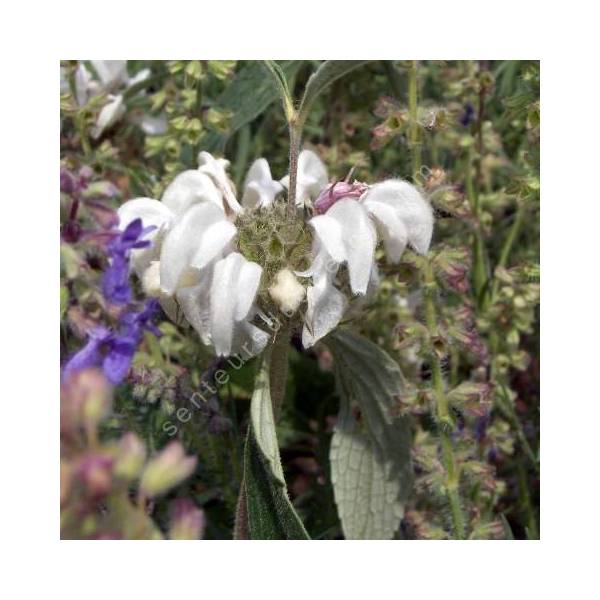 Phlomis anisodonta