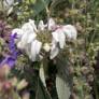 Phlomis anisodonta