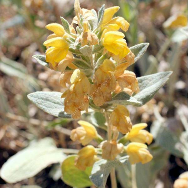 Phlomis capitata