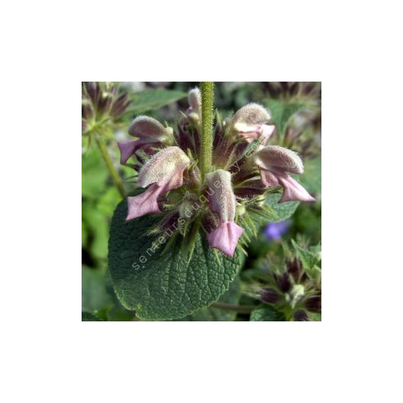 Phlomis samia - Sauges de Jérusalem