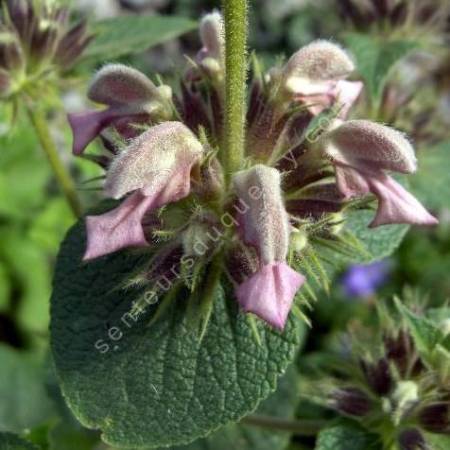 Phlomis samia - Sauges de Jérusalem