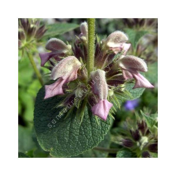 Phlomis samia - Sauges de Jérusalem