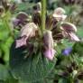 Phlomis samia - Sauges de Jérusalem