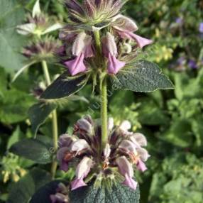 Phlomis samia - Sauges de Jérusalem