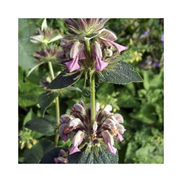 phlomis samia sauges de jerusalem