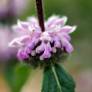 Phlomis tuberosa - Sauge de Jérusalem tubéreux