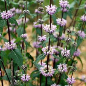 Phlomis tuberosa - Sauge de Jérusalem tubéreux