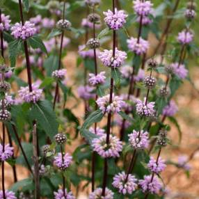 Phlomis tuberosa - Sauge de Jérusalem tubéreux