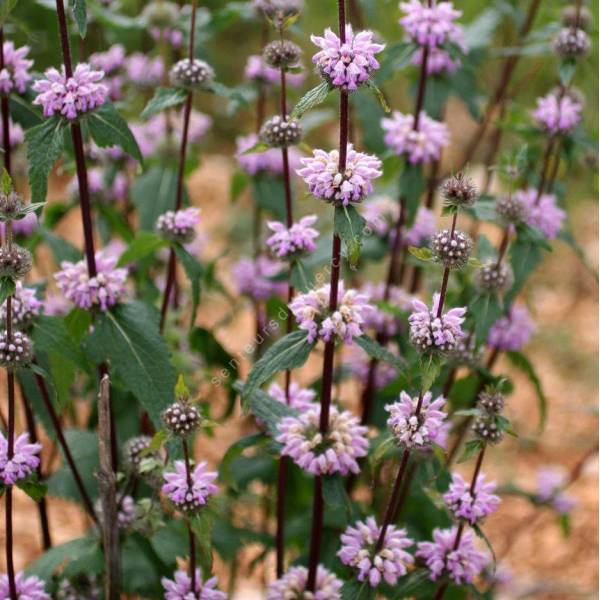 Phlomis tuberosa - Sauge de Jérusalem tubéreux