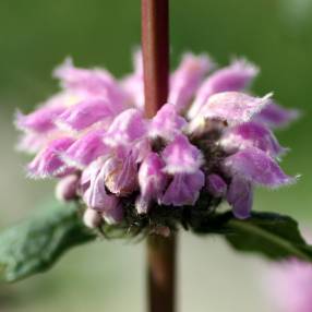 Phlomis tuberosa - Sauge de Jérusalem tubéreux