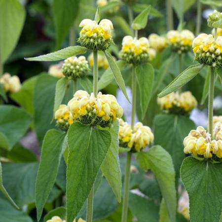 Phlomis russeliana - Sauge de Jérusalem de Russell