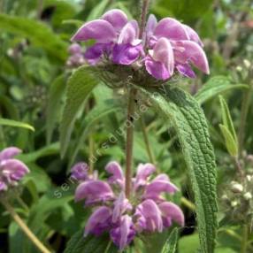 Phlomis herba-venti - Sauge de Jérusalem herbe au vent