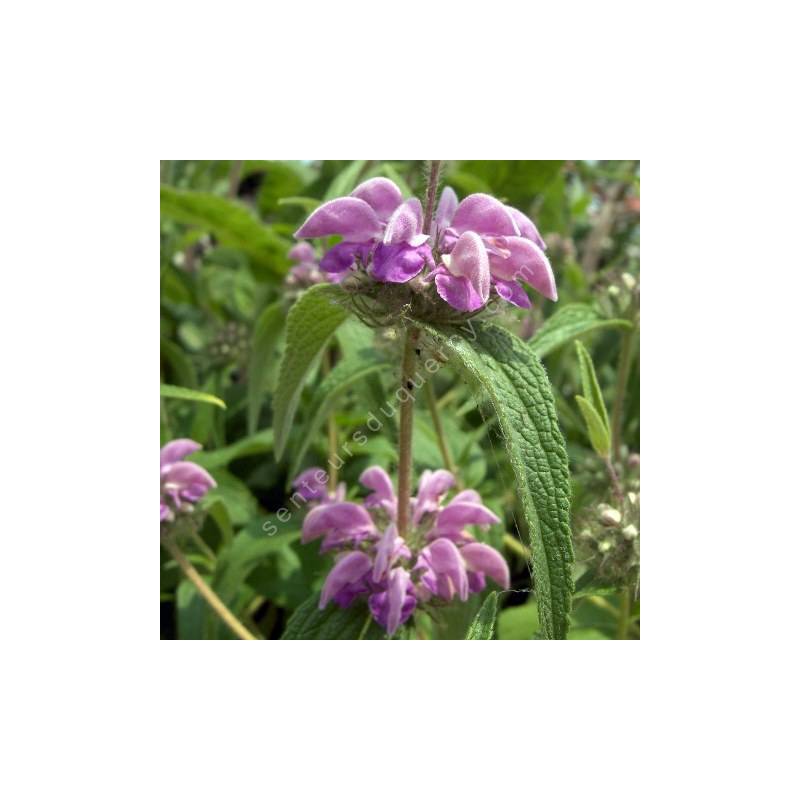 Phlomis herba-venti - Sauge de Jérusalem herbe au vent