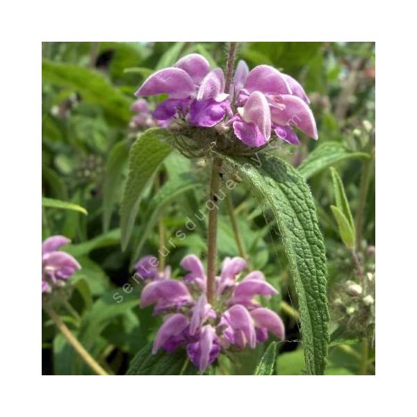 Phlomis herba-venti - Sauge de Jérusalem herbe au vent