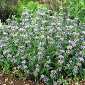 Phlomis herba-venti - Sauge de Jérusalem herbe au vent