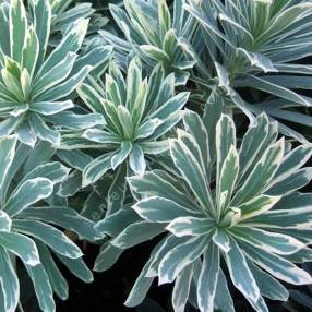 Euphorbia characias 'Silver Edge' - Euphorbe panachée
