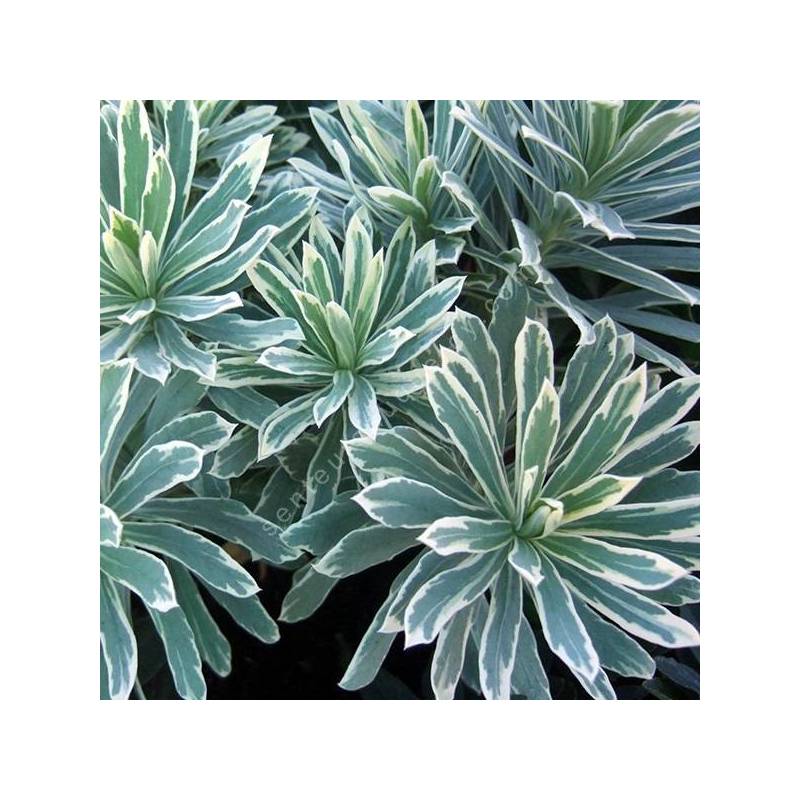 Euphorbia characias 'Silver Edge' - Euphorbe panachée
